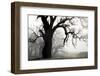 USA, California, Shell Creek. Silhouette of oak tree in fog.-Jaynes Gallery-Framed Photographic Print