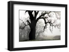 USA, California, Shell Creek. Silhouette of oak tree in fog.-Jaynes Gallery-Framed Photographic Print