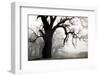 USA, California, Shell Creek. Silhouette of oak tree in fog.-Jaynes Gallery-Framed Photographic Print