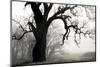 USA, California, Shell Creek. Silhouette of oak tree in fog.-Jaynes Gallery-Mounted Photographic Print