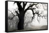 USA, California, Shell Creek. Silhouette of oak tree in fog.-Jaynes Gallery-Framed Stretched Canvas