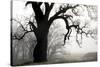 USA, California, Shell Creek. Silhouette of oak tree in fog.-Jaynes Gallery-Stretched Canvas