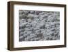 Usa, California. Shepherds guide huge herds of sheep in the high Sierras near Bodie.-Betty Sederquist-Framed Photographic Print