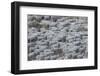 Usa, California. Shepherds guide huge herds of sheep in the high Sierras near Bodie.-Betty Sederquist-Framed Photographic Print
