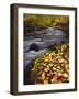 USA, California, Sierra Nevada, Autumn Colors Along Mcgee Creek-Jaynes Gallery-Framed Photographic Print