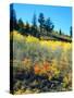 USA, California, Sierra Nevada, Fall Colors of Aspen Trees-Jaynes Gallery-Stretched Canvas