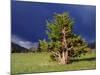 USA, California, Sierra Nevada. Juniper Trees and Storm Clouds-Jaynes Gallery-Mounted Photographic Print