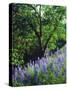 USA, California, Sierra Nevada. Lupine Wildflowers in the Forest-Jaynes Gallery-Stretched Canvas
