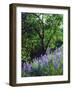 USA, California, Sierra Nevada. Lupine Wildflowers in the Forest-Jaynes Gallery-Framed Photographic Print