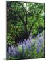 USA, California, Sierra Nevada. Lupine Wildflowers in the Forest-Jaynes Gallery-Mounted Photographic Print