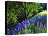 USA, California, Sierra Nevada. Lupine Wildflowers in the Forest-Jaynes Gallery-Stretched Canvas