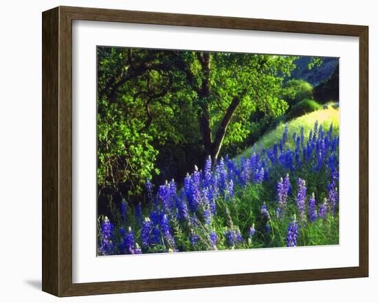 USA, California, Sierra Nevada. Lupine Wildflowers in the Forest-Jaynes Gallery-Framed Photographic Print