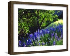 USA, California, Sierra Nevada. Lupine Wildflowers in the Forest-Jaynes Gallery-Framed Photographic Print