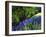 USA, California, Sierra Nevada. Lupine Wildflowers in the Forest-Jaynes Gallery-Framed Photographic Print