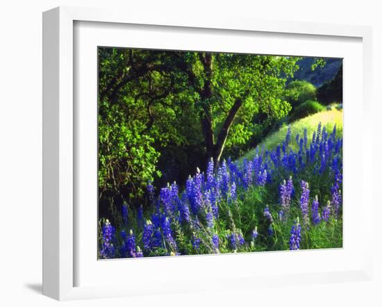 USA, California, Sierra Nevada. Lupine Wildflowers in the Forest-Jaynes Gallery-Framed Photographic Print