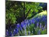 USA, California, Sierra Nevada. Lupine Wildflowers in the Forest-Jaynes Gallery-Mounted Photographic Print