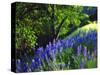 USA, California, Sierra Nevada. Lupine Wildflowers in the Forest-Jaynes Gallery-Stretched Canvas