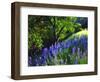 USA, California, Sierra Nevada. Lupine Wildflowers in the Forest-Jaynes Gallery-Framed Photographic Print