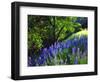 USA, California, Sierra Nevada. Lupine Wildflowers in the Forest-Jaynes Gallery-Framed Photographic Print