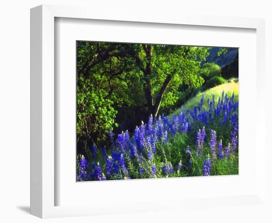 USA, California, Sierra Nevada. Lupine Wildflowers in the Forest-Jaynes Gallery-Framed Photographic Print