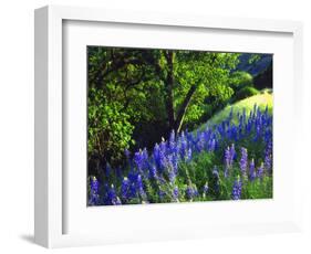 USA, California, Sierra Nevada. Lupine Wildflowers in the Forest-Jaynes Gallery-Framed Photographic Print