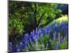 USA, California, Sierra Nevada. Lupine Wildflowers in the Forest-Jaynes Gallery-Mounted Photographic Print