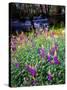 USA, California, Sierra Nevada. Lupines in the High Sierra-Jaynes Gallery-Stretched Canvas