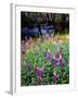 USA, California, Sierra Nevada. Lupines in the High Sierra-Jaynes Gallery-Framed Photographic Print