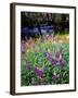 USA, California, Sierra Nevada. Lupines in the High Sierra-Jaynes Gallery-Framed Photographic Print