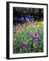 USA, California, Sierra Nevada. Lupines in the High Sierra-Jaynes Gallery-Framed Photographic Print