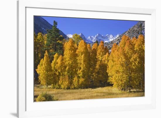 USA, California, Sierra Nevada Mountains. Aspens in autumn.-Jaynes Gallery-Framed Photographic Print