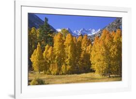 USA, California, Sierra Nevada Mountains. Aspens in autumn.-Jaynes Gallery-Framed Photographic Print