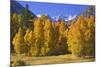 USA, California, Sierra Nevada Mountains. Aspens in autumn.-Jaynes Gallery-Mounted Photographic Print