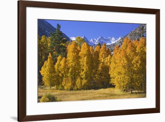 USA, California, Sierra Nevada Mountains. Aspens in autumn.-Jaynes Gallery-Framed Premium Photographic Print