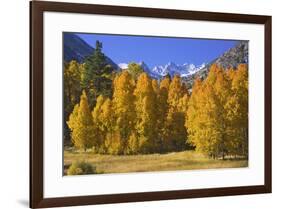 USA, California, Sierra Nevada Mountains. Aspens in autumn.-Jaynes Gallery-Framed Premium Photographic Print