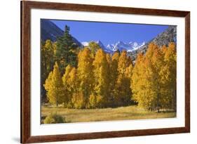 USA, California, Sierra Nevada Mountains. Aspens in autumn.-Jaynes Gallery-Framed Premium Photographic Print