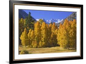 USA, California, Sierra Nevada Mountains. Aspens in autumn.-Jaynes Gallery-Framed Premium Photographic Print