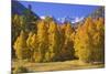 USA, California, Sierra Nevada Mountains. Aspens in autumn.-Jaynes Gallery-Mounted Premium Photographic Print