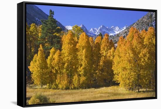USA, California, Sierra Nevada Mountains. Aspens in autumn.-Jaynes Gallery-Framed Stretched Canvas