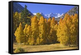 USA, California, Sierra Nevada Mountains. Aspens in autumn.-Jaynes Gallery-Framed Stretched Canvas