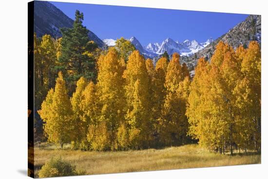 USA, California, Sierra Nevada Mountains. Aspens in autumn.-Jaynes Gallery-Stretched Canvas