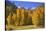 USA, California, Sierra Nevada Mountains. Aspens in autumn.-Jaynes Gallery-Stretched Canvas