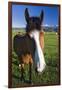 USA, California, Sierra Nevada Mountains. Curious horse in Bridgeport Valley.-Jaynes Gallery-Framed Photographic Print
