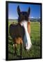 USA, California, Sierra Nevada Mountains. Curious horse in Bridgeport Valley.-Jaynes Gallery-Framed Photographic Print