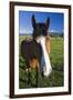 USA, California, Sierra Nevada Mountains. Curious horse in Bridgeport Valley.-Jaynes Gallery-Framed Photographic Print