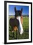 USA, California, Sierra Nevada Mountains. Curious horse in Bridgeport Valley.-Jaynes Gallery-Framed Photographic Print