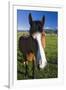 USA, California, Sierra Nevada Mountains. Curious horse in Bridgeport Valley.-Jaynes Gallery-Framed Premium Photographic Print