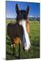 USA, California, Sierra Nevada Mountains. Curious horse in Bridgeport Valley.-Jaynes Gallery-Mounted Premium Photographic Print