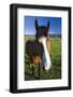 USA, California, Sierra Nevada Mountains. Curious horse in Bridgeport Valley.-Jaynes Gallery-Framed Photographic Print