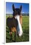 USA, California, Sierra Nevada Mountains. Curious horse in Bridgeport Valley.-Jaynes Gallery-Framed Premium Photographic Print